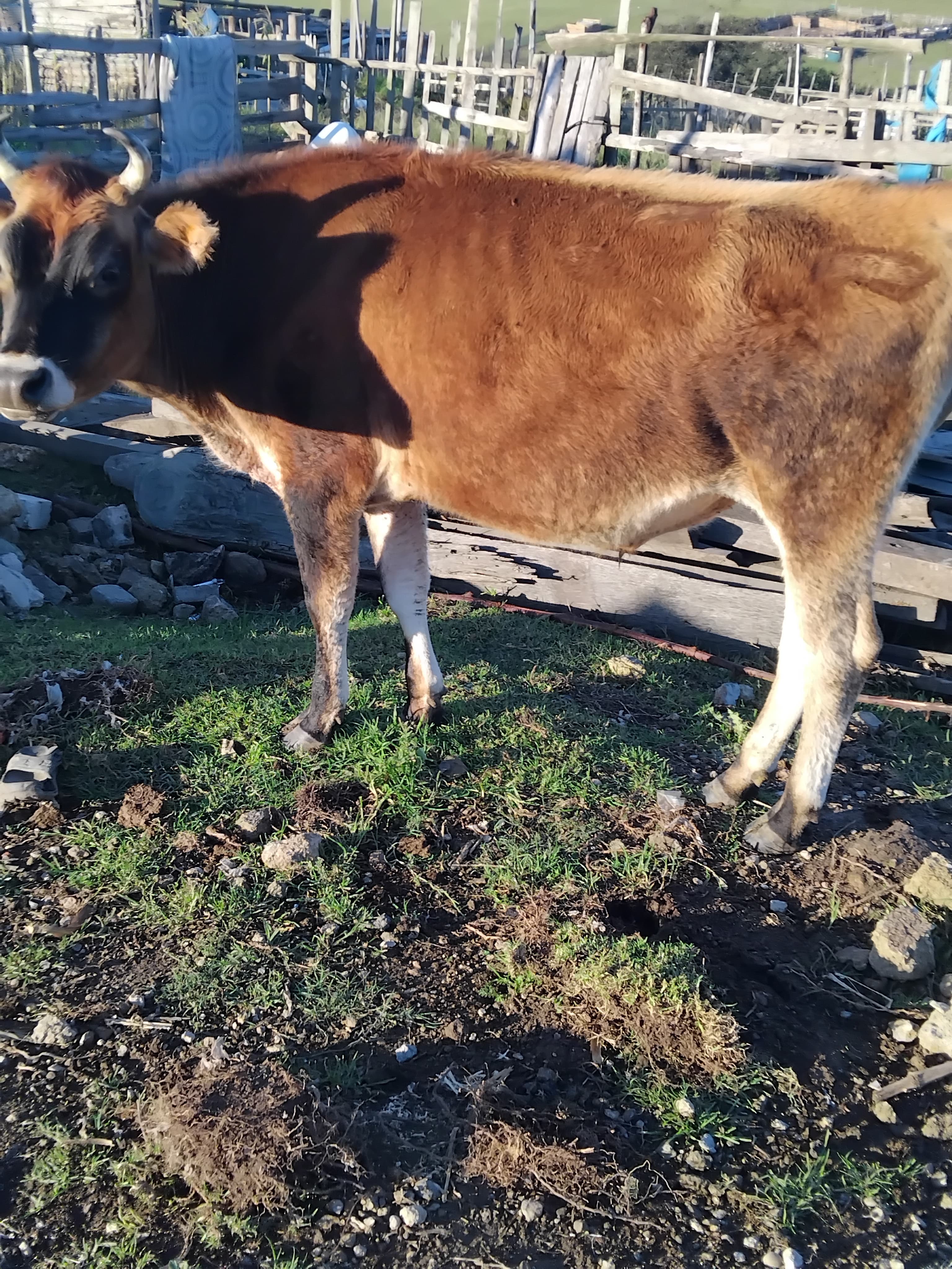 cattle