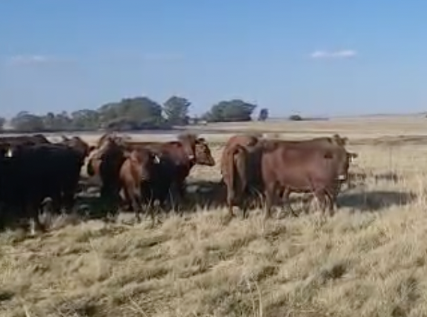 cattle