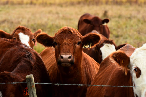 Digikraal Livestock